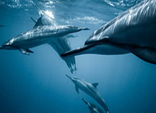 NG28-华体会官网：开启你的专业体育体验之旅